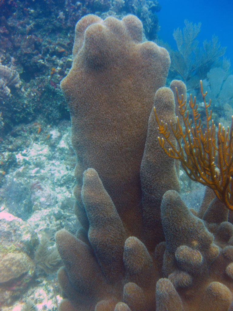 Caribbean pillar coral