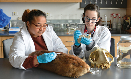 Student curators Cayla Turner ’18 (left) and Cori Monaco ’18, both zoology majors, help to restore a beaver taxidermy specimen from one of Rice Creek Field Station’s animal materials collections.