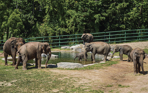 Eight Asian elephants in the herd at the Rosamond Gifford Zoo in Syracuse